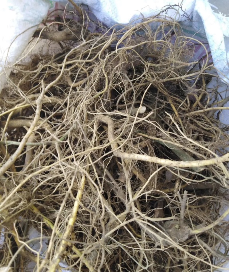 野生根奶牛树根广东清远本土树地瓜根白花牛奶根树地瓜根