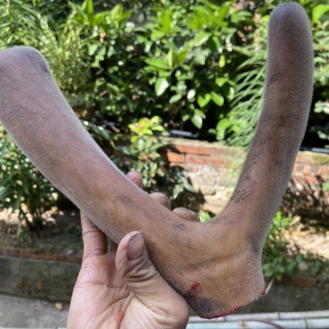 【推荐】专业养殖纯东北亚种梅花鹿精品鹿茸基地直发，欢迎