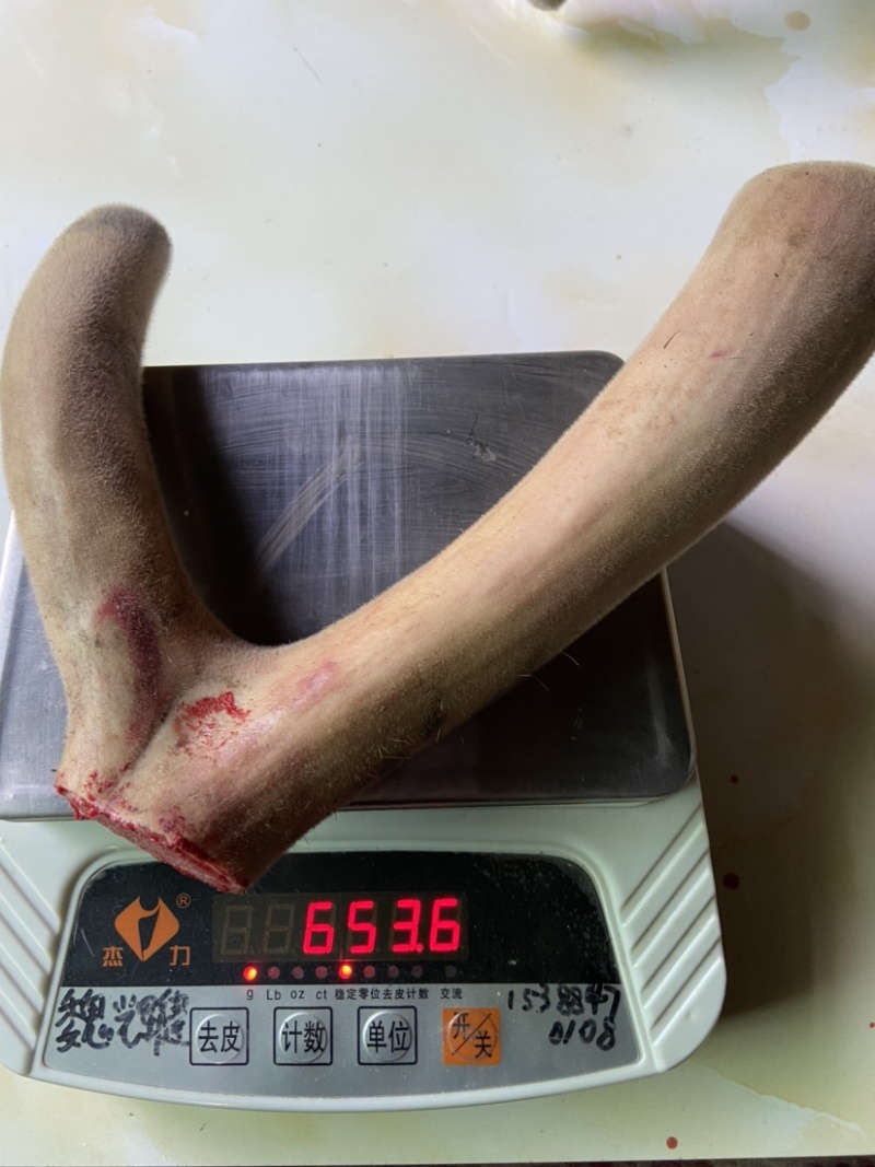 【推荐】专业养殖纯东北亚种梅花鹿精品鹿茸基地直发，欢迎