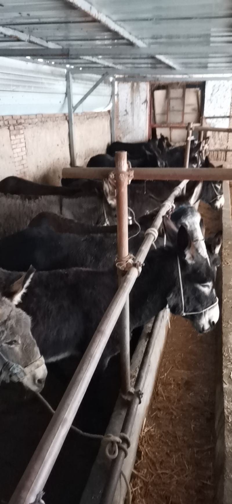 肉驴～小驴驹西北放山驴