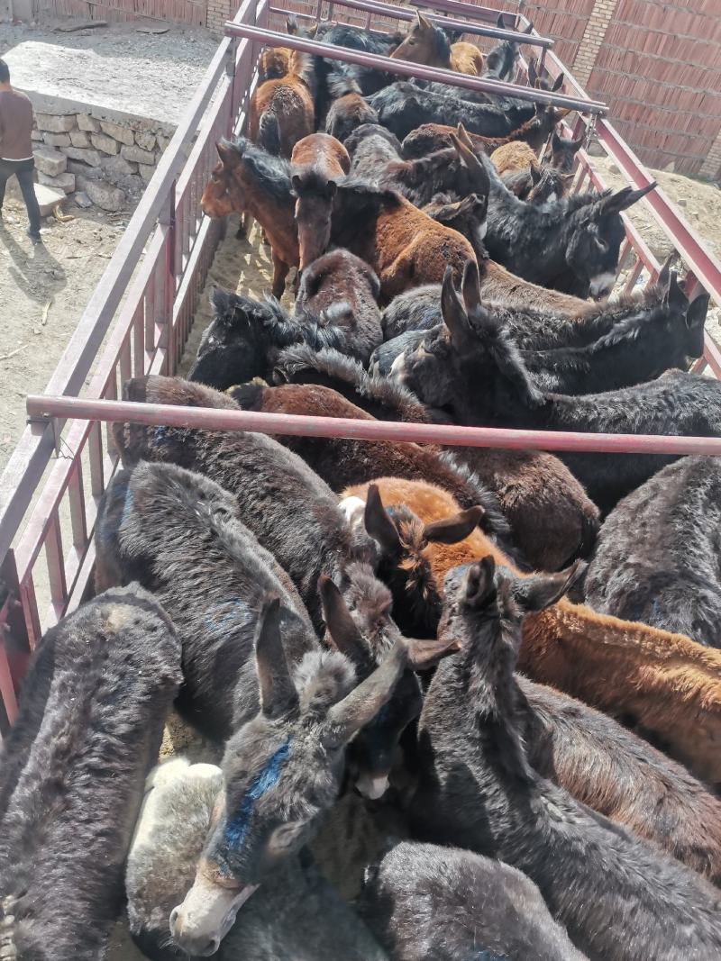 肉驴～小驴驹西北放山驴