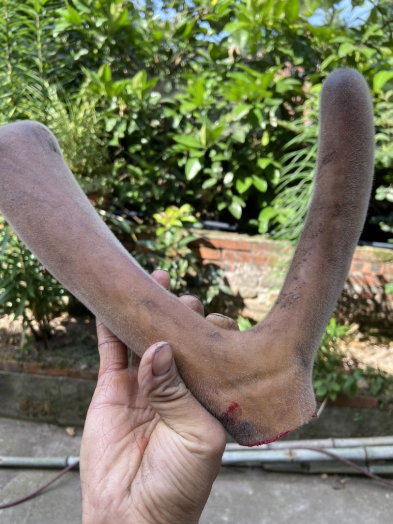 【推荐】专业养殖纯东北亚种梅花鹿精品鹿茸基地直发，欢迎