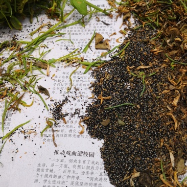 岩黄连种子