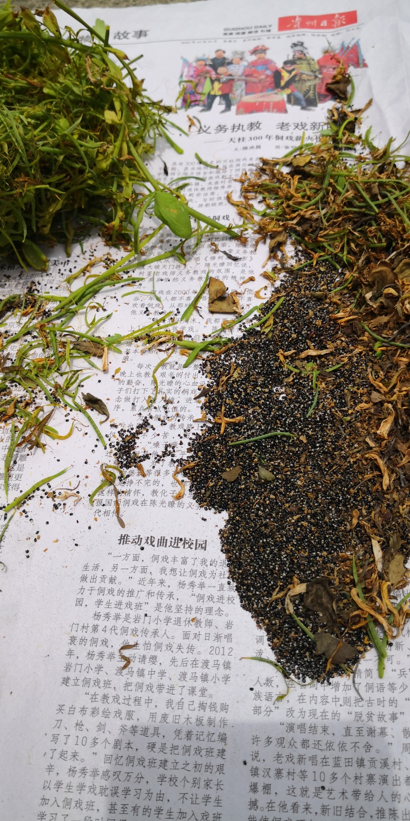 岩黄连种子