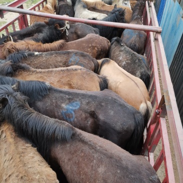 肉马、小马驹放山马下山了有需要的联系