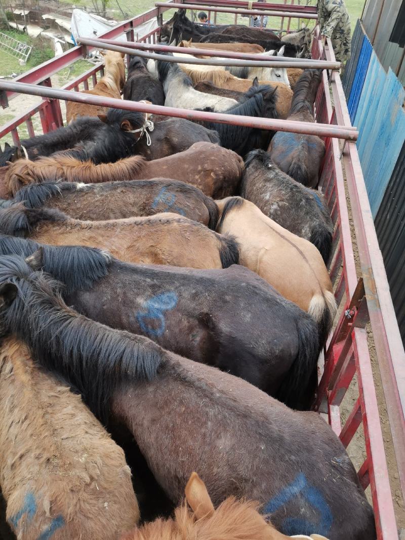 肉马、小马驹放山马下山了有需要的联系
