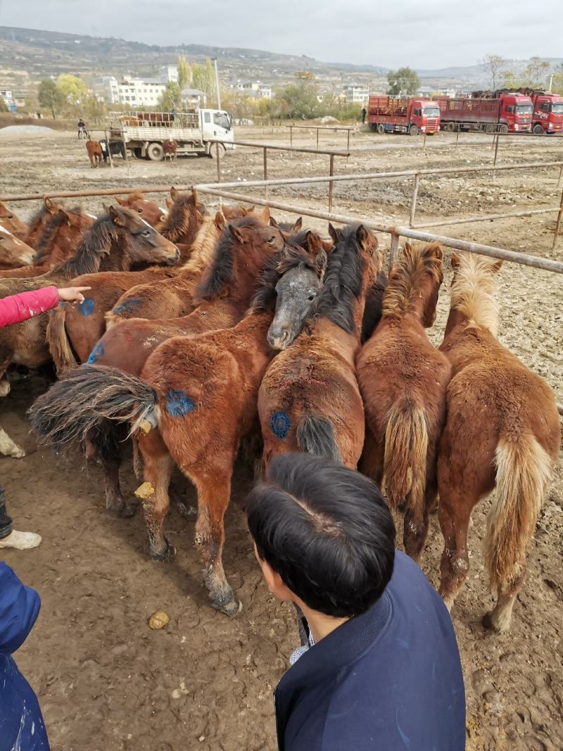 肉马、小马驹放山马下山了有需要的联系