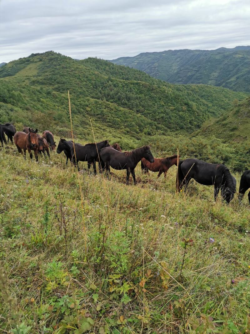 肉马、小马驹放山马下山了有需要的联系