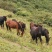 肉马、小马驹放山马下山了有需要的联系