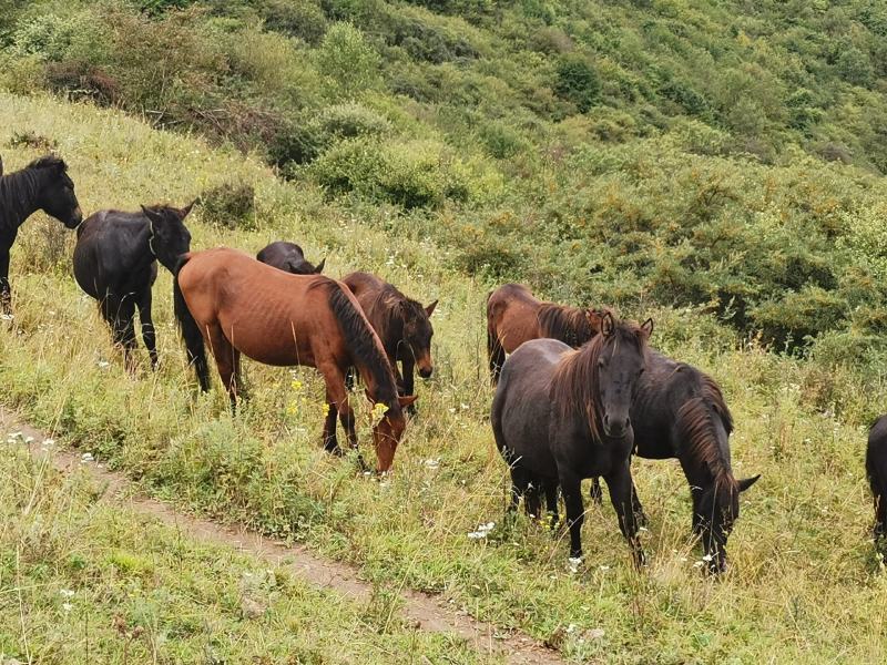 肉马、小马驹放山马下山了有需要的联系