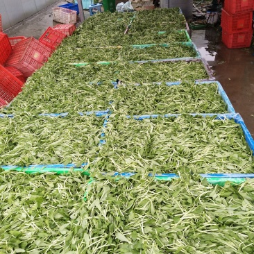 马兰头新鲜蔬菜，自产自销