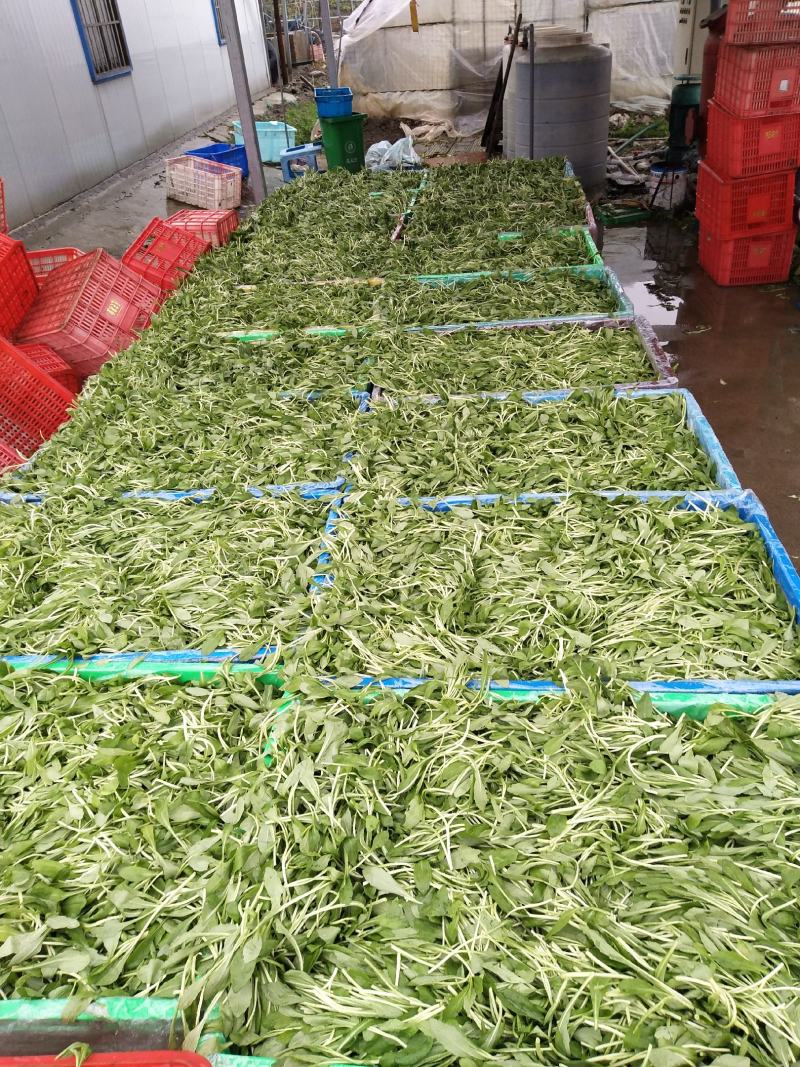 马兰头新鲜蔬菜，自产自销