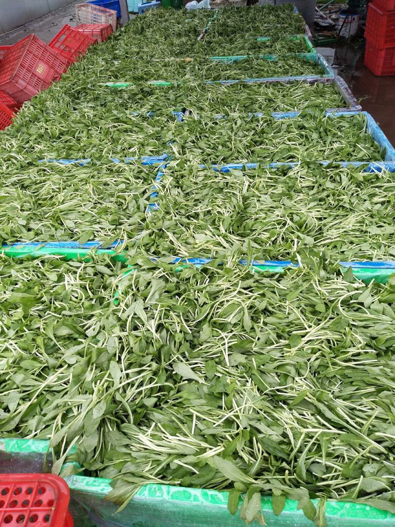马兰头新鲜蔬菜，自产自销