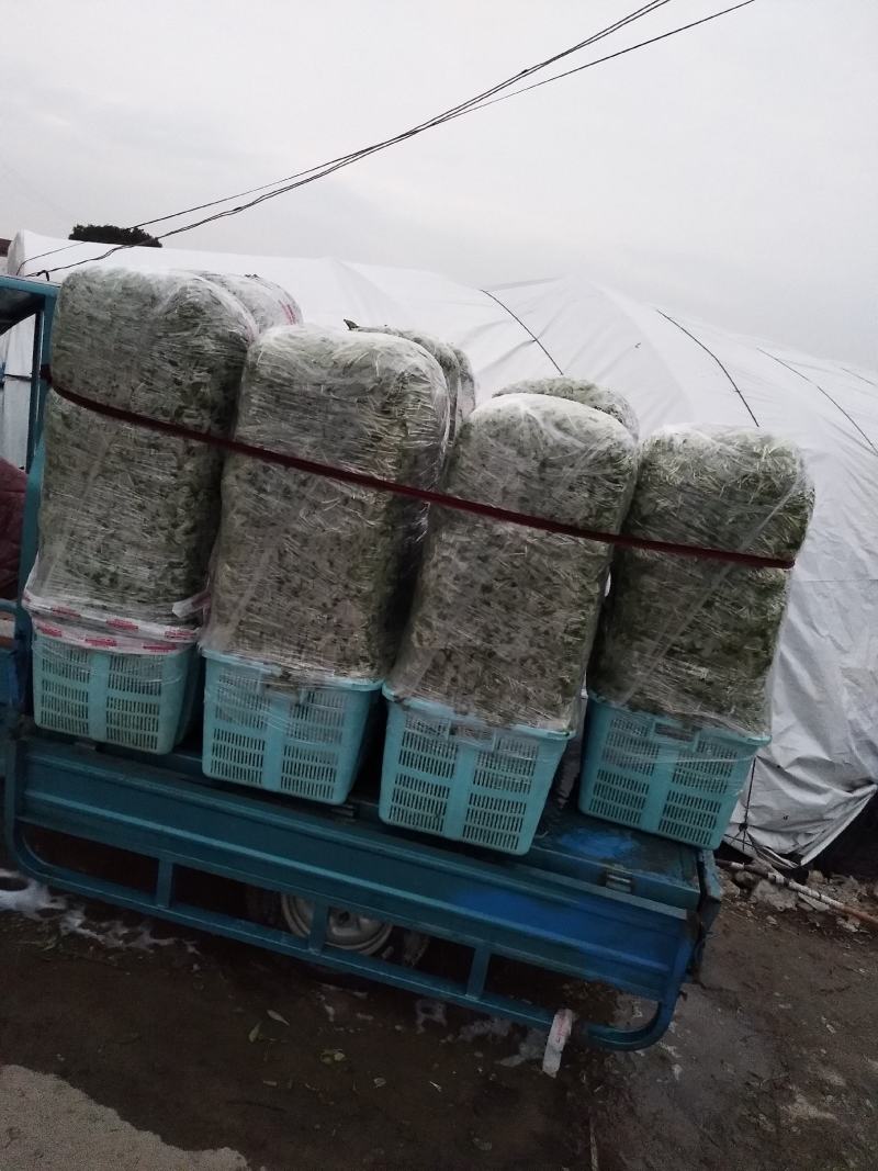 马兰头新鲜蔬菜，自产自销