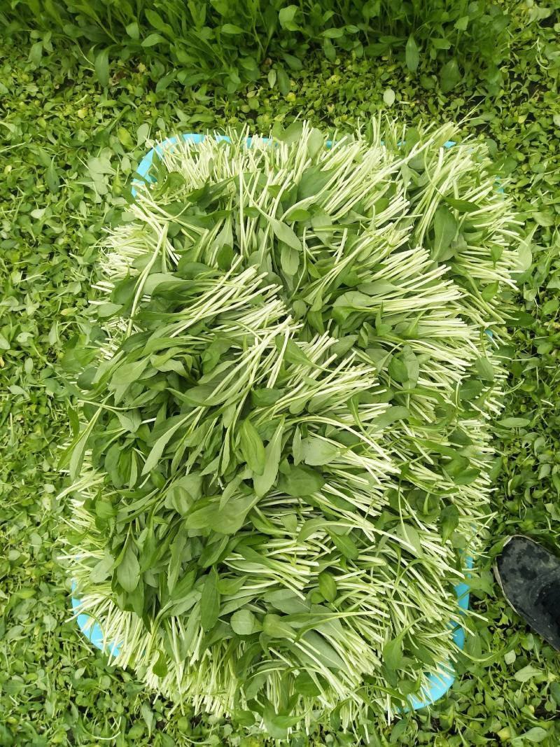 马兰头新鲜蔬菜，自产自销