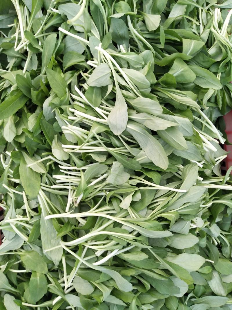 马兰头新鲜蔬菜，自产自销