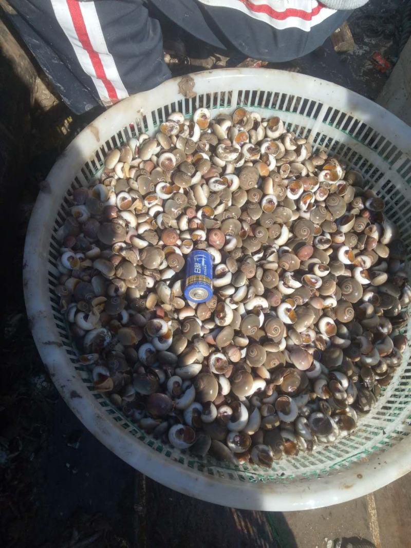 猫眼螺，海锥，海螺，大量有货，欢迎骚扰。