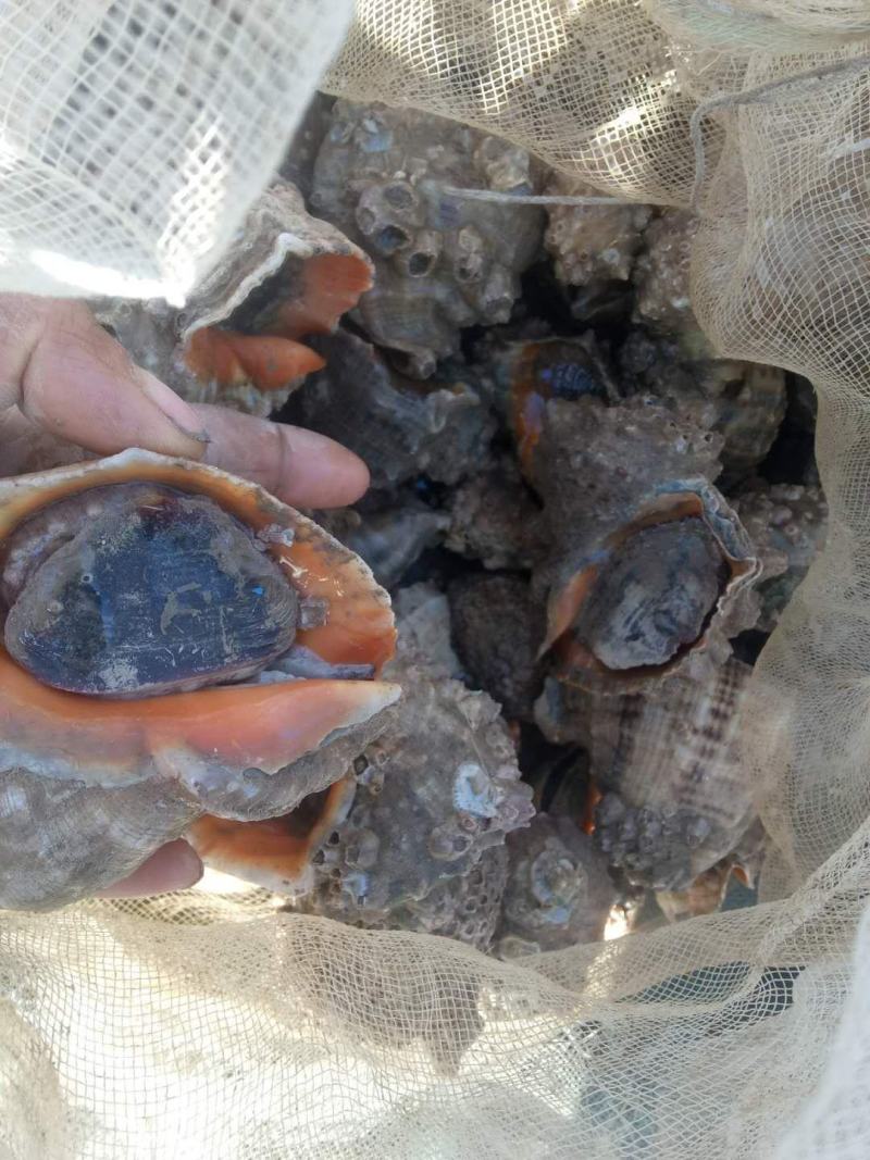 猫眼螺，海锥，海螺，大量有货，欢迎骚扰。