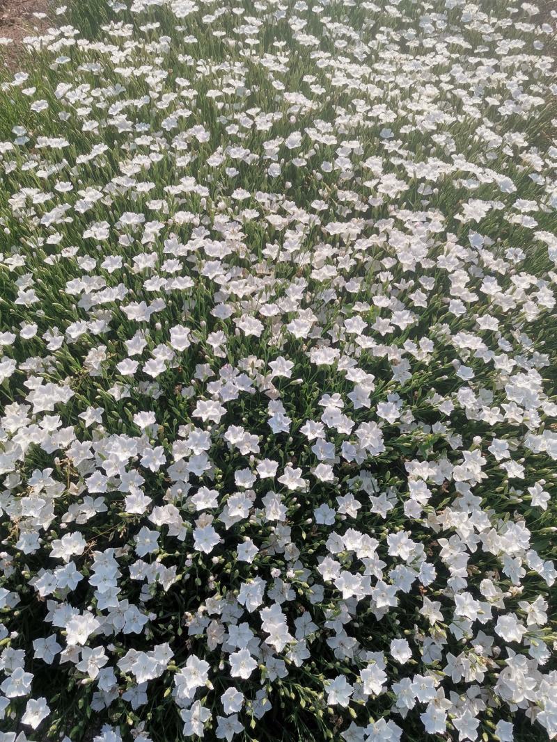 欧石竹白色穴盘苗双色盆。