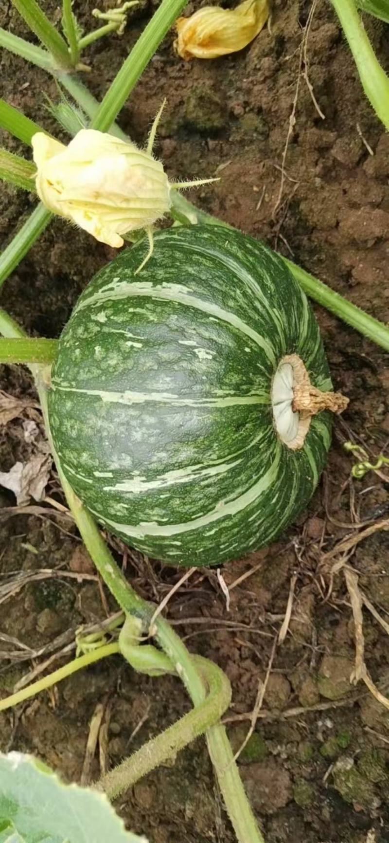 本地有大量板栗南瓜上市，产地直销，保证质量，诚信经营，合