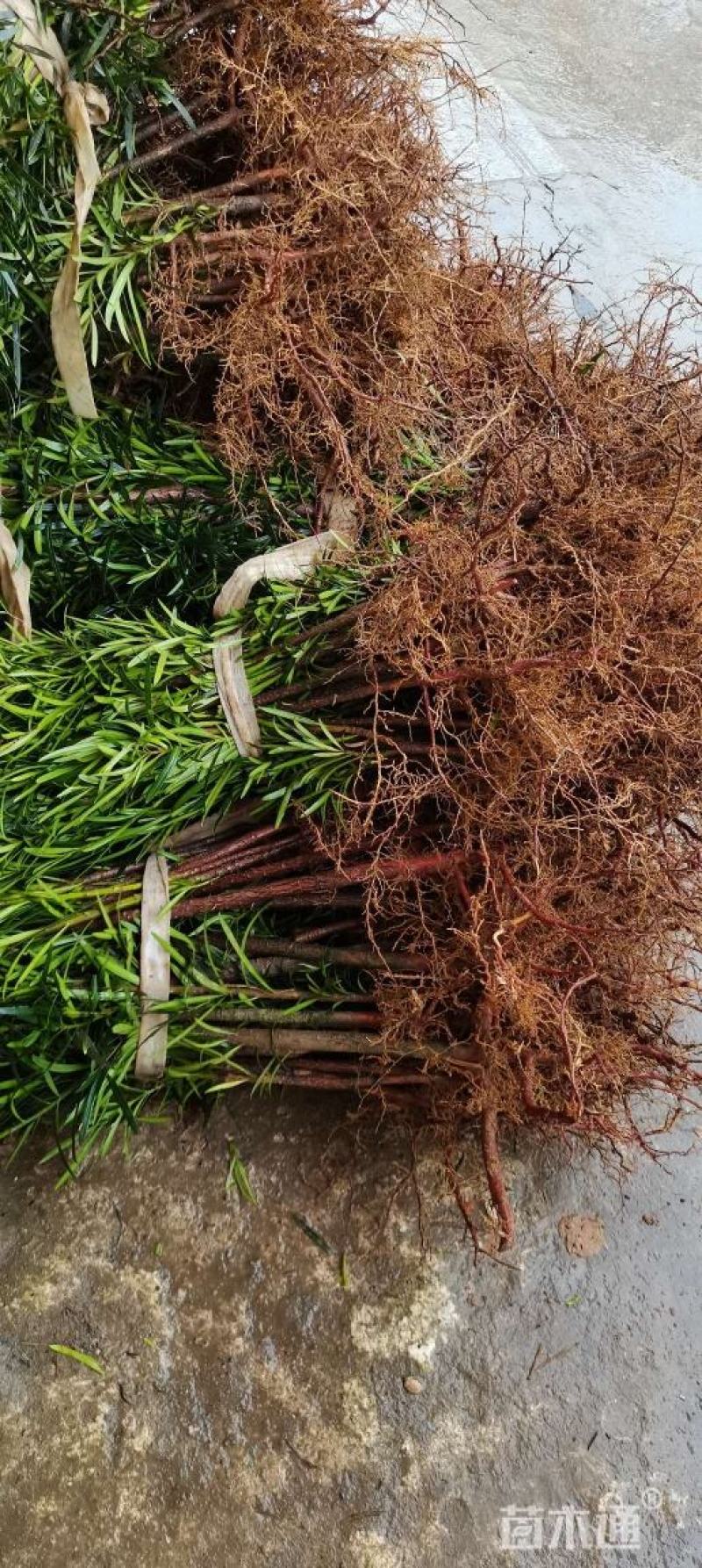 一年罗汉松小苗，中叶罗汉松，1米罗汉松，苗圃走量批发