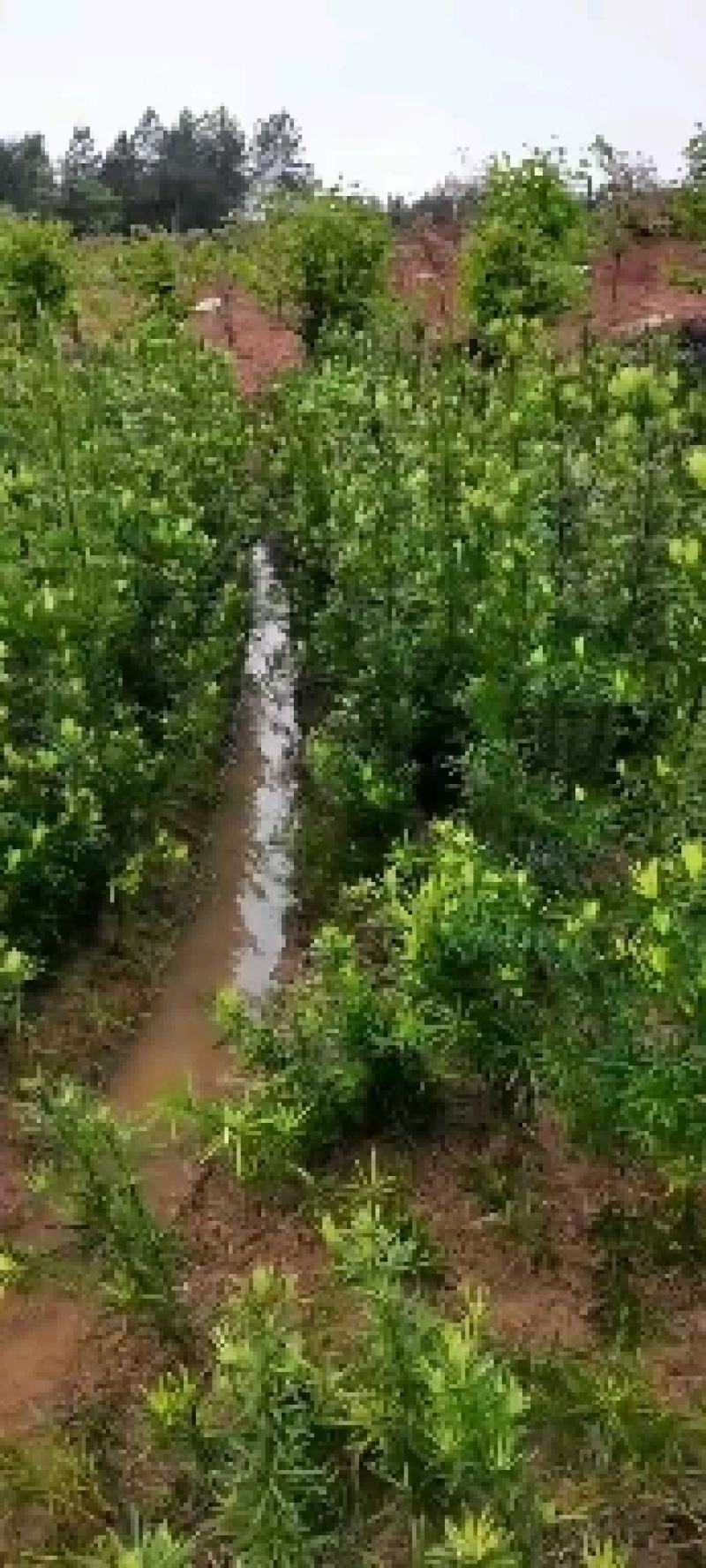 一年罗汉松小苗，中叶罗汉松，1米罗汉松，苗圃走量批发