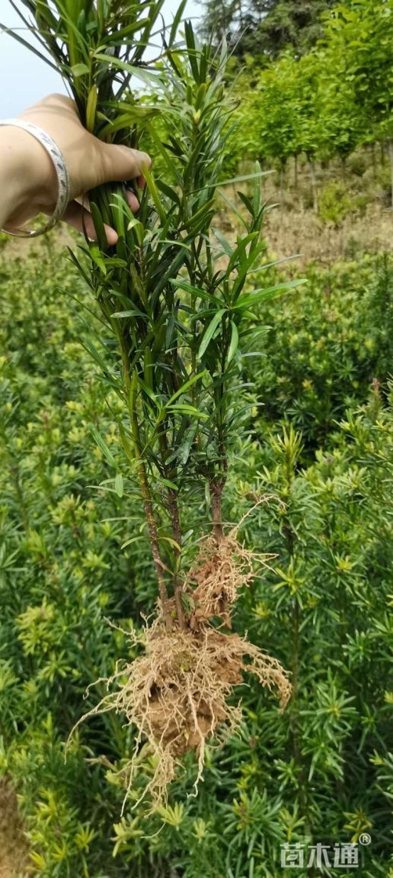 一年罗汉松小苗，中叶罗汉松，1米罗汉松，苗圃走量批发