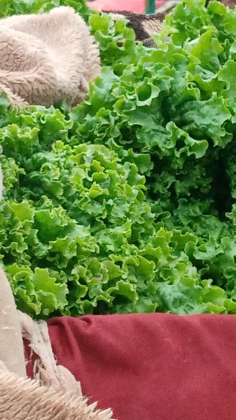 叶菜类