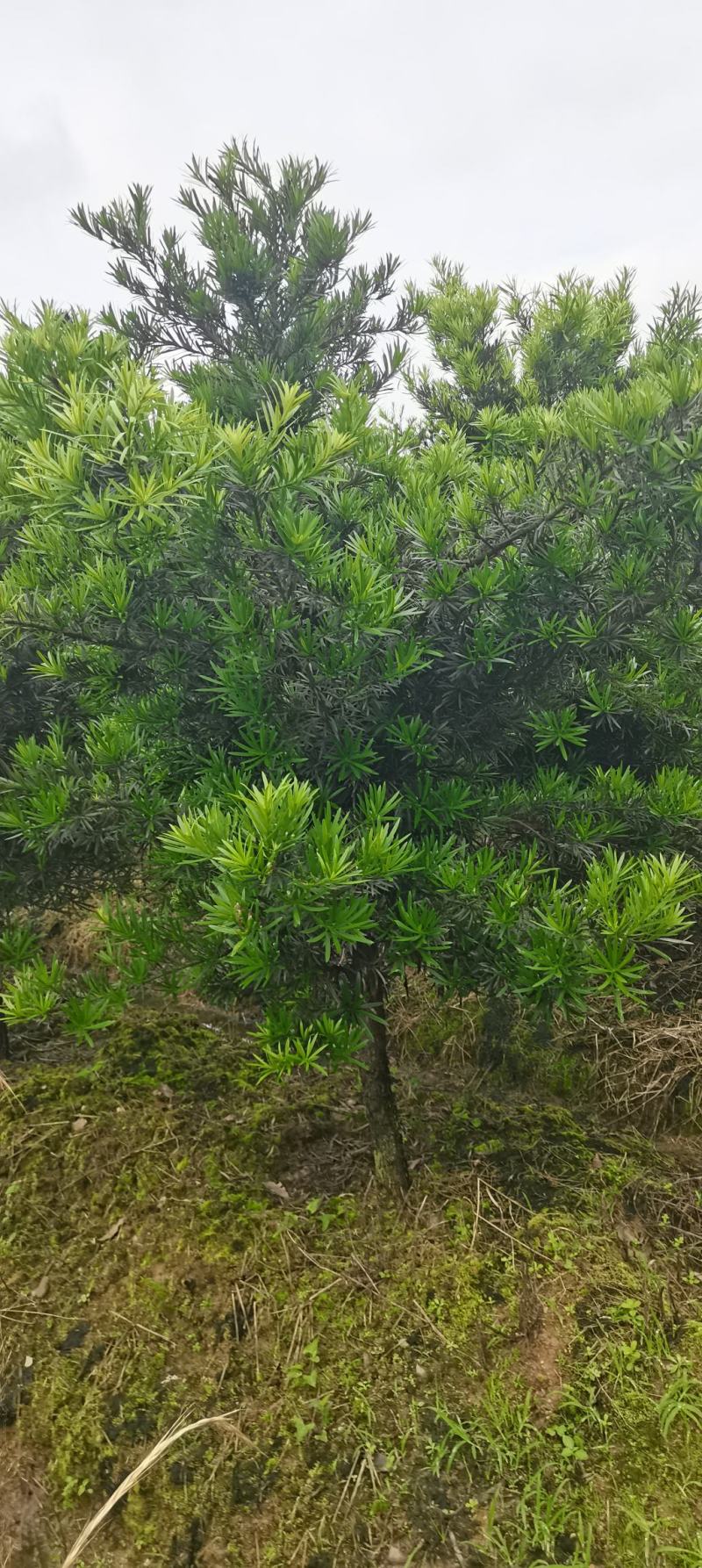罗汉松批发，罗汉松小苗，造型罗汉松，垃圾罗汉松批发