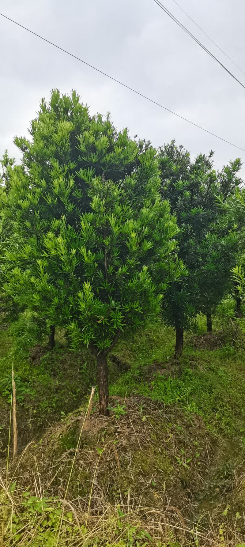 罗汉松批发，罗汉松小苗，造型罗汉松，垃圾罗汉松批发