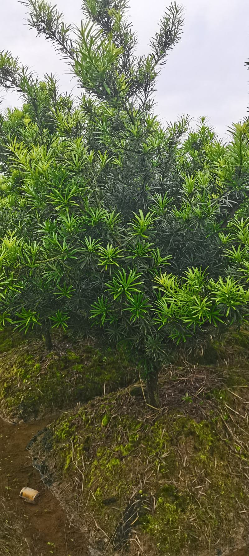 罗汉松批发，罗汉松小苗，造型罗汉松，垃圾罗汉松批发