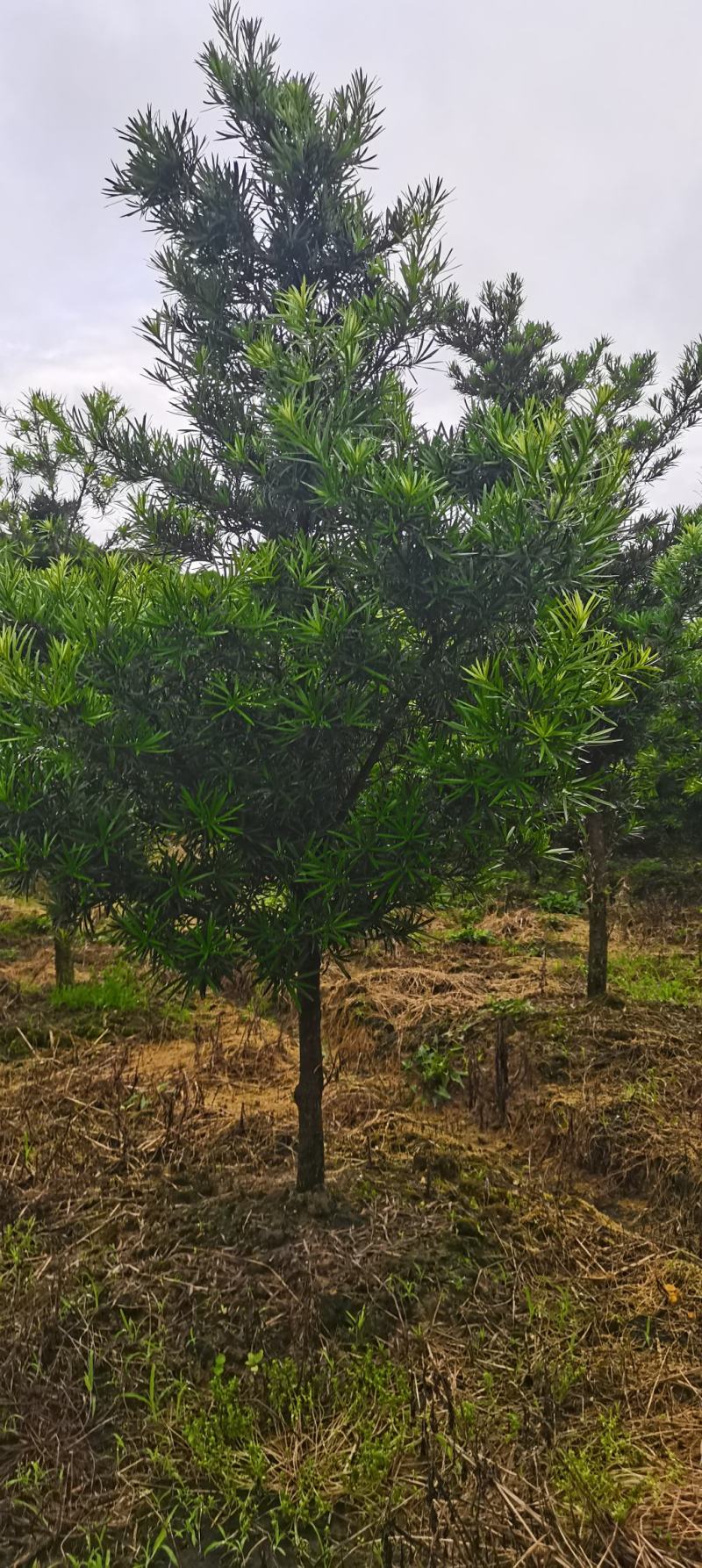 罗汉松批发，罗汉松小苗，造型罗汉松，垃圾罗汉松批发