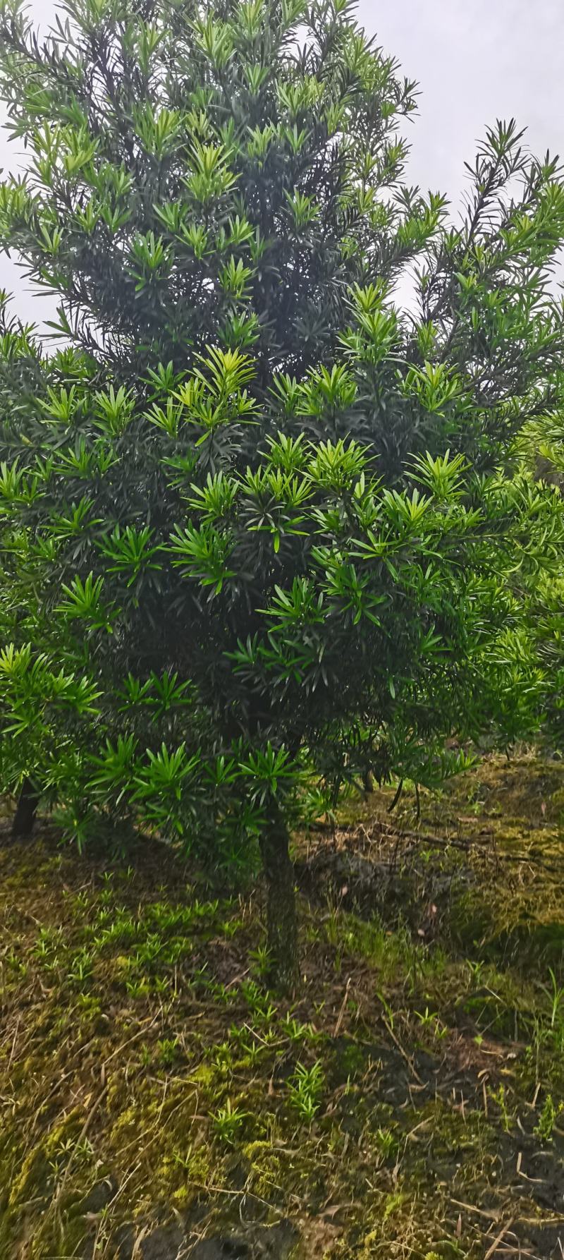 罗汉松批发，罗汉松小苗，造型罗汉松，垃圾罗汉松批发