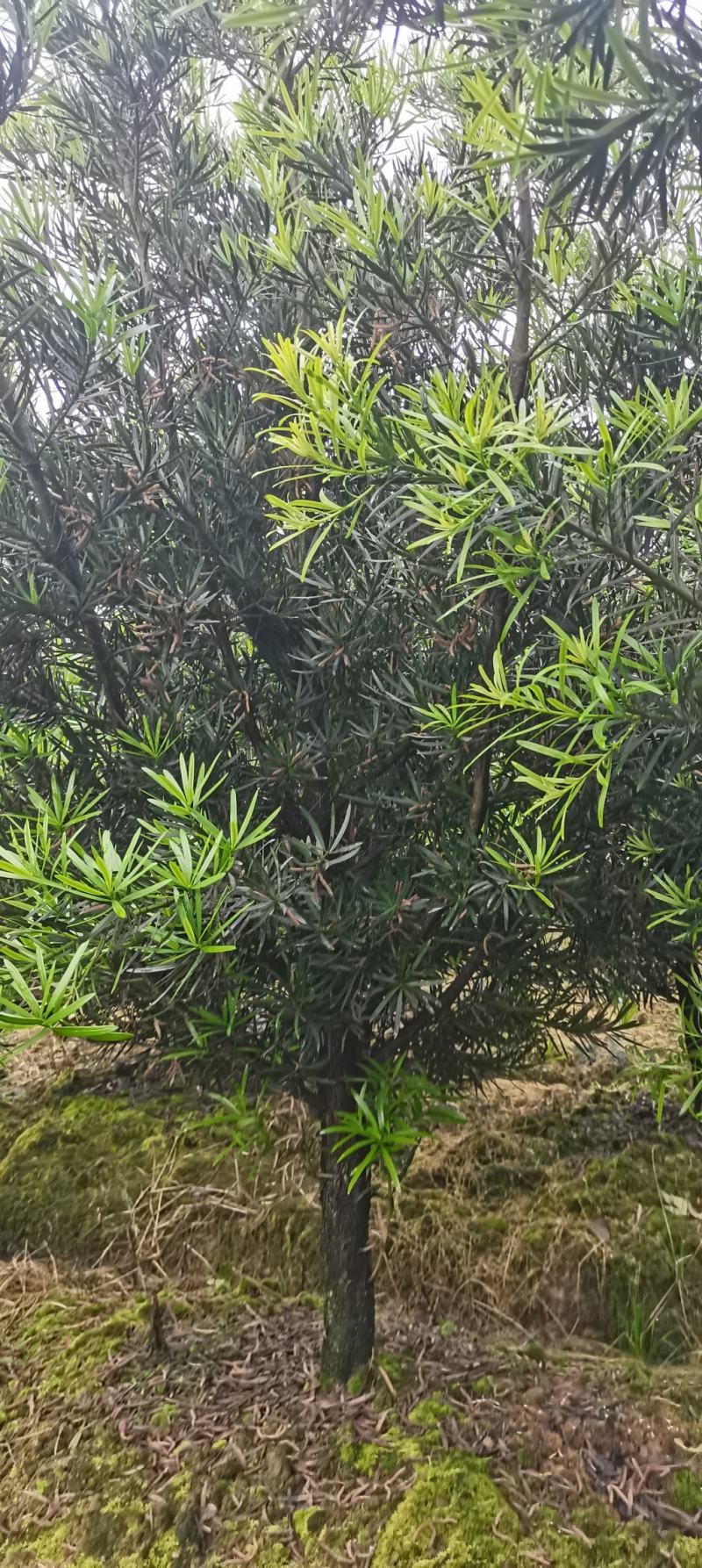 罗汉松批发，罗汉松小苗，造型罗汉松，垃圾罗汉松批发