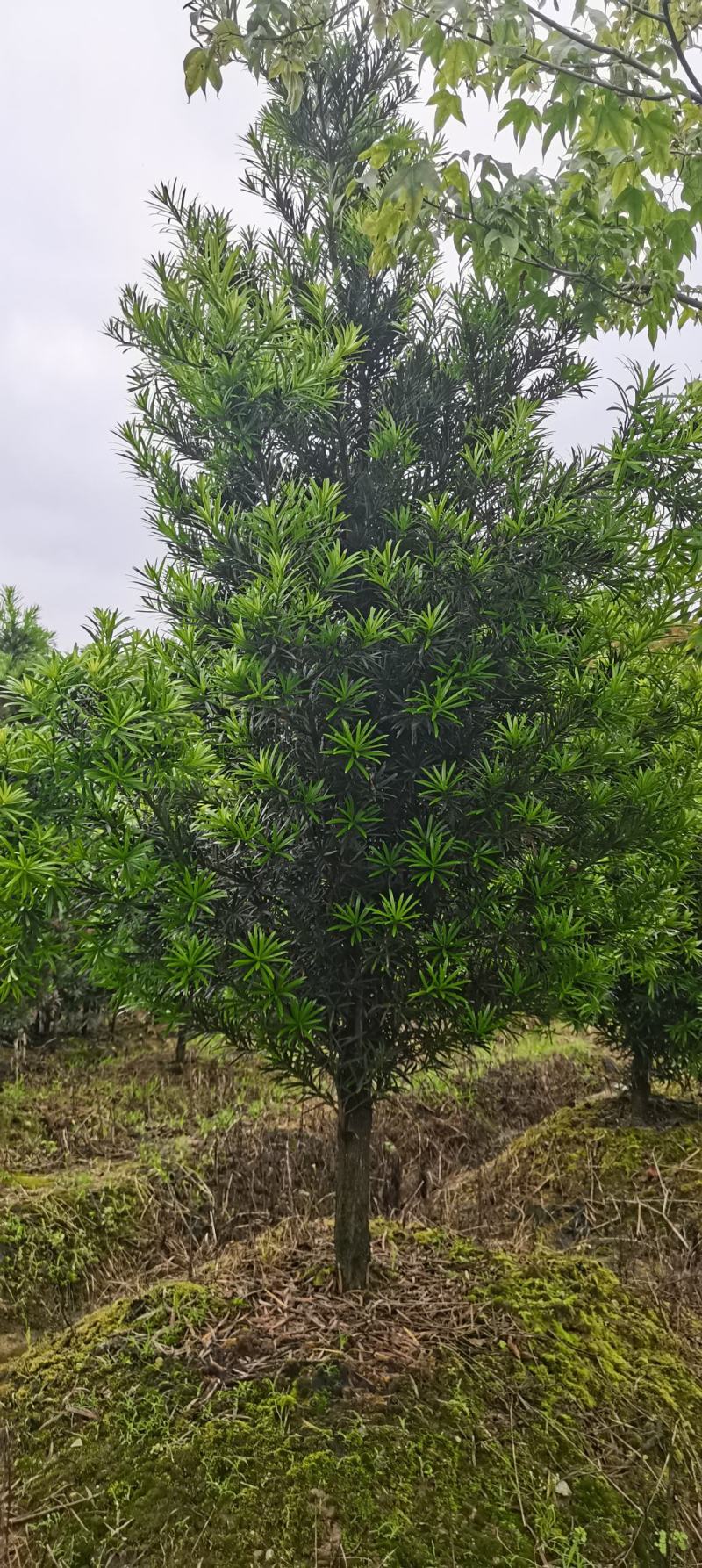 罗汉松批发，罗汉松小苗，造型罗汉松，垃圾罗汉松批发