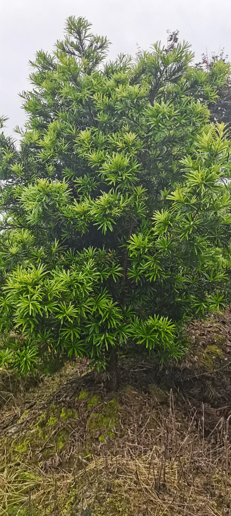 罗汉松批发，罗汉松小苗，造型罗汉松，垃圾罗汉松批发