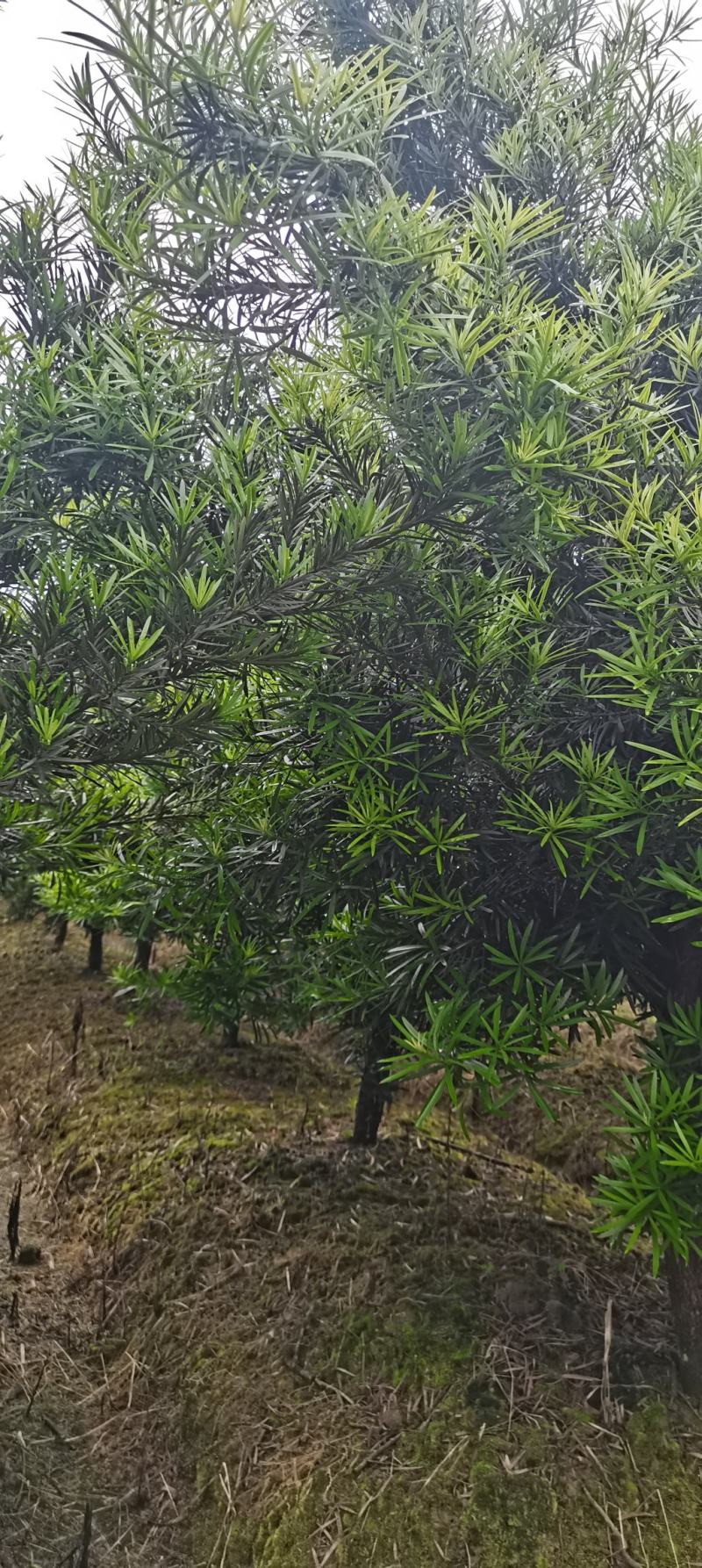 罗汉松批发，罗汉松小苗，造型罗汉松，垃圾罗汉松批发
