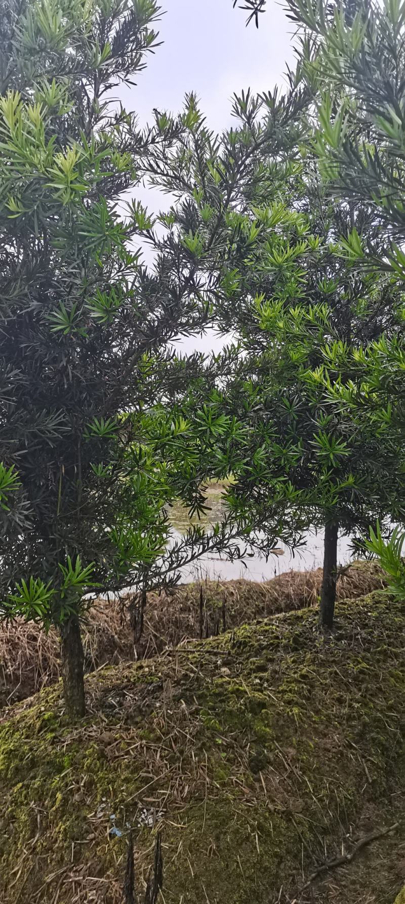 罗汉松批发，罗汉松小苗，造型罗汉松，垃圾罗汉松批发