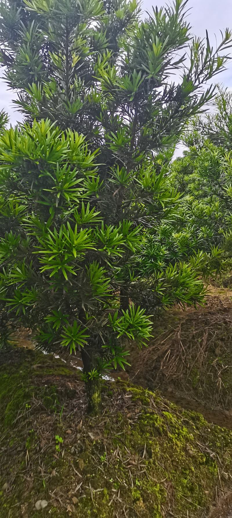 罗汉松批发，罗汉松小苗，造型罗汉松，垃圾罗汉松批发