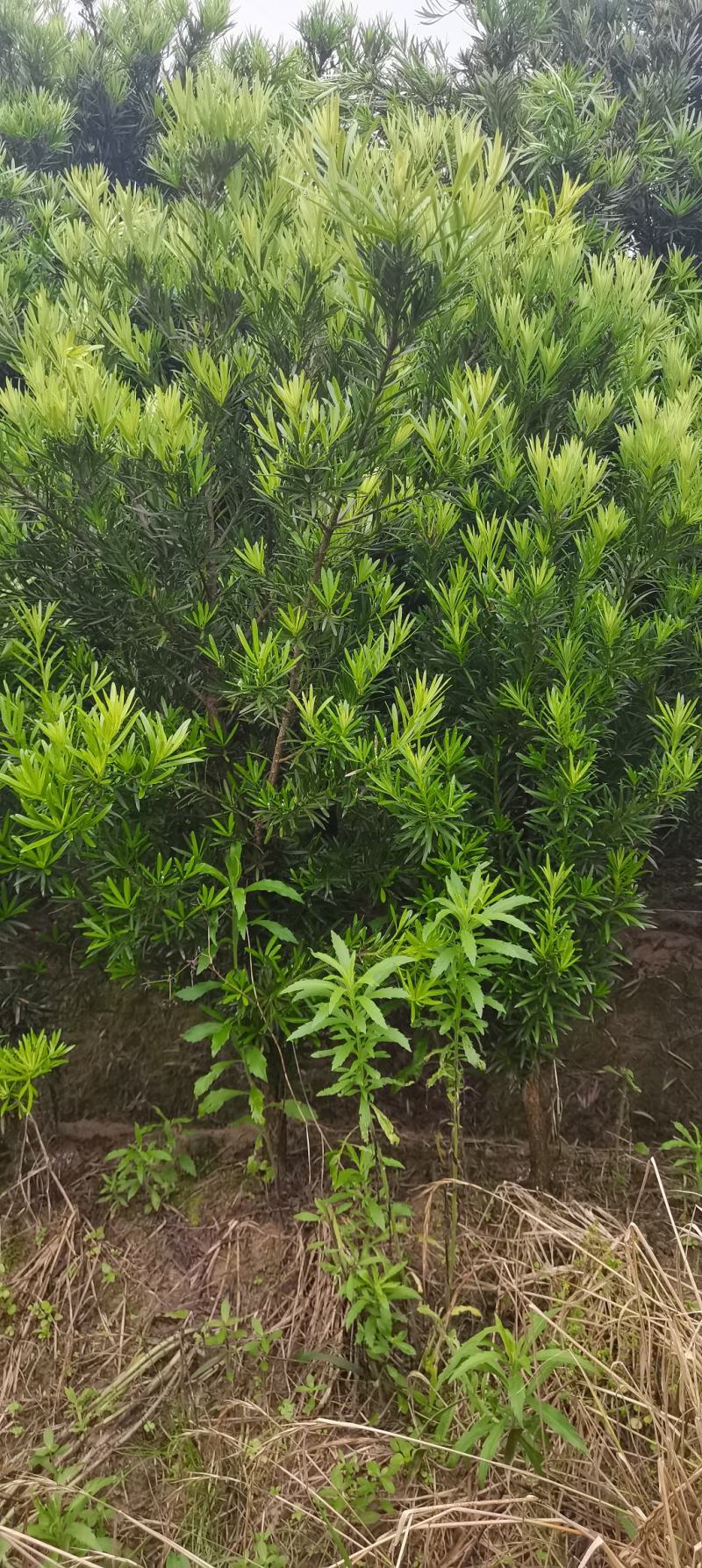 罗汉松批发，4公分罗汉松，2-8公分苗圃直供，中叶罗汉松