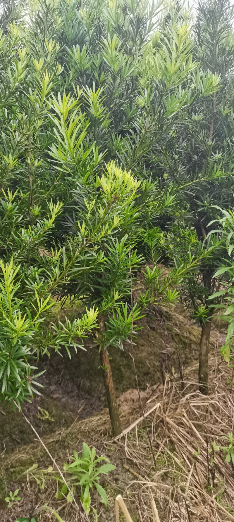 罗汉松批发，4公分罗汉松，2-8公分苗圃直供，中叶罗汉松