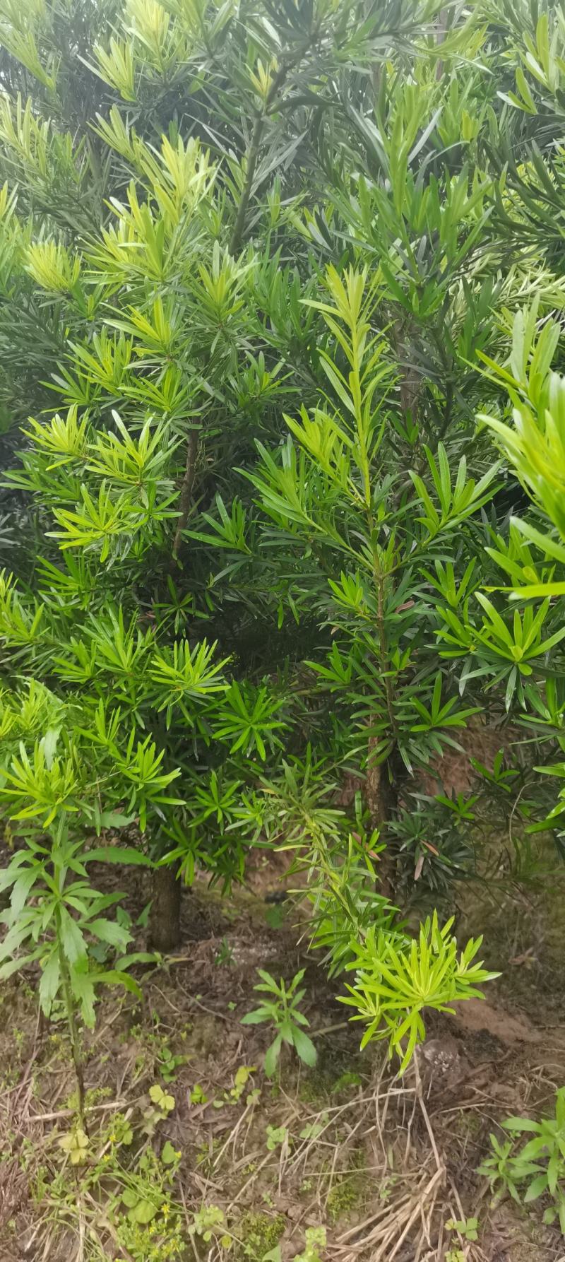 罗汉松批发，4公分罗汉松，2-8公分苗圃直供，中叶罗汉松