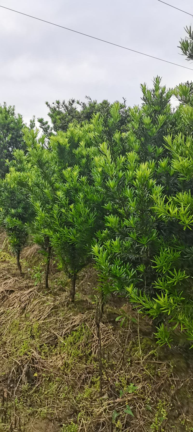 罗汉松批发，4公分罗汉松，2-8公分苗圃直供，中叶罗汉松