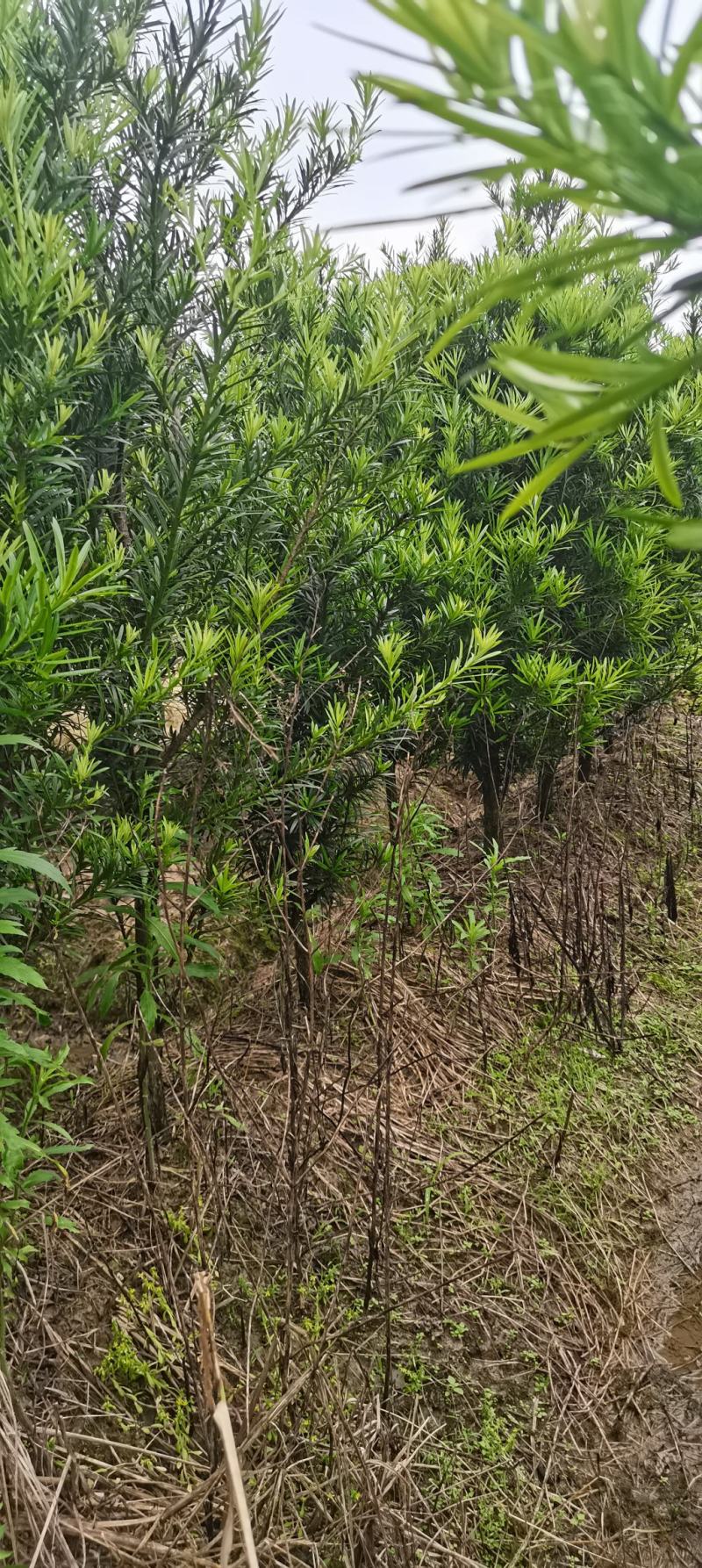 罗汉松批发，4公分罗汉松，2-8公分苗圃直供，中叶罗汉松