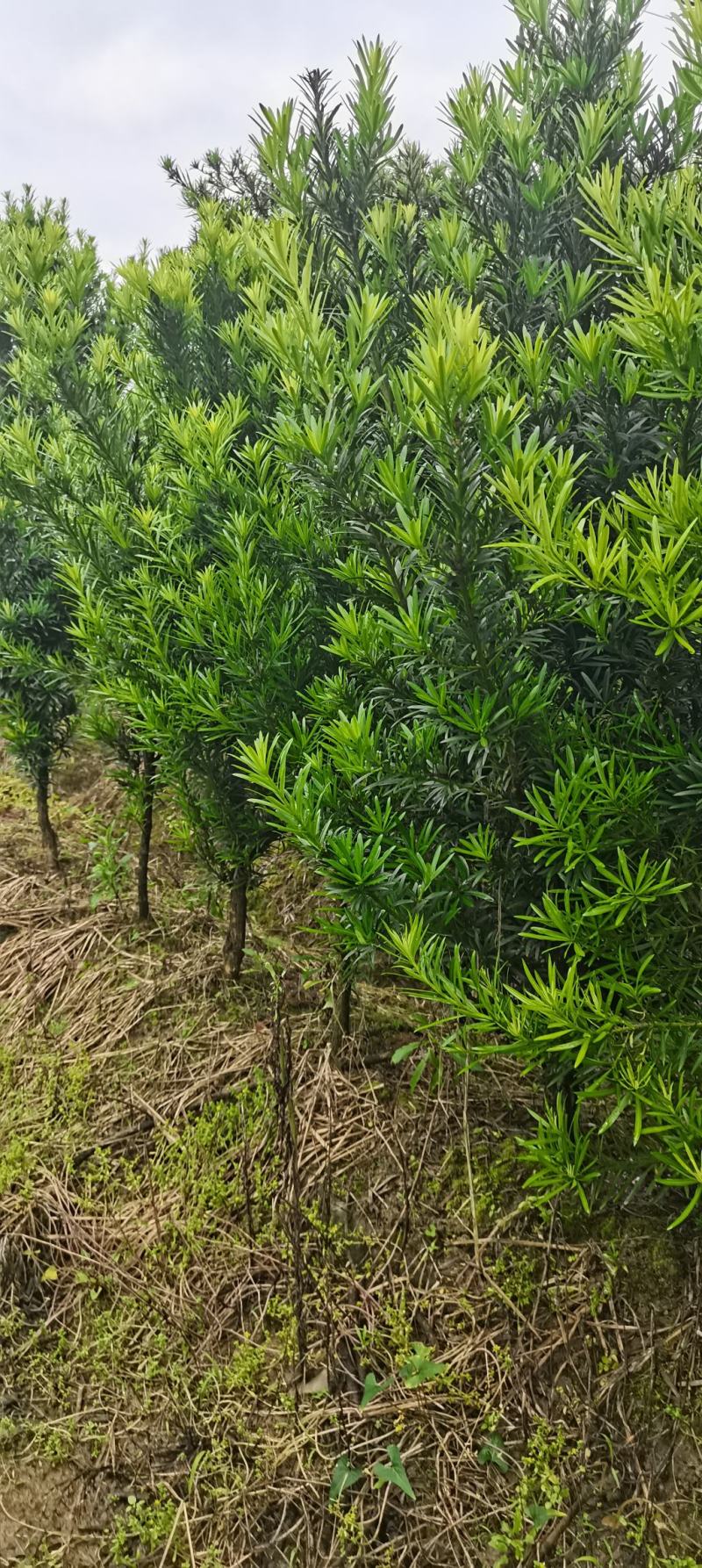 罗汉松批发，4公分罗汉松，2-8公分苗圃直供，中叶罗汉松