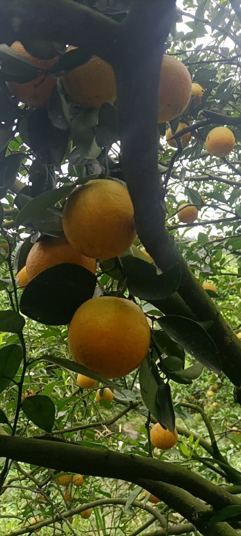 湖南江永夏橙大量上市中，皮薄多汁，含糖量高，果面干净细滑