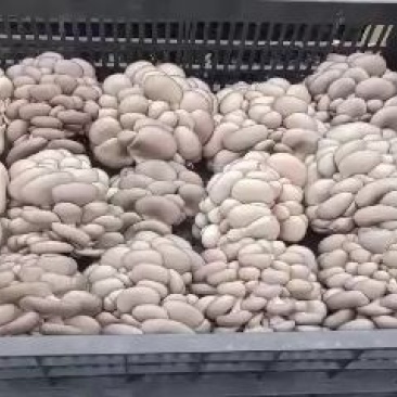 诚信第一精品黑平菇自家一手货源货源充足欢迎下单