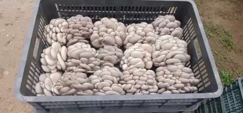 诚信第一精品黑平菇自家一手货源货源充足欢迎下单