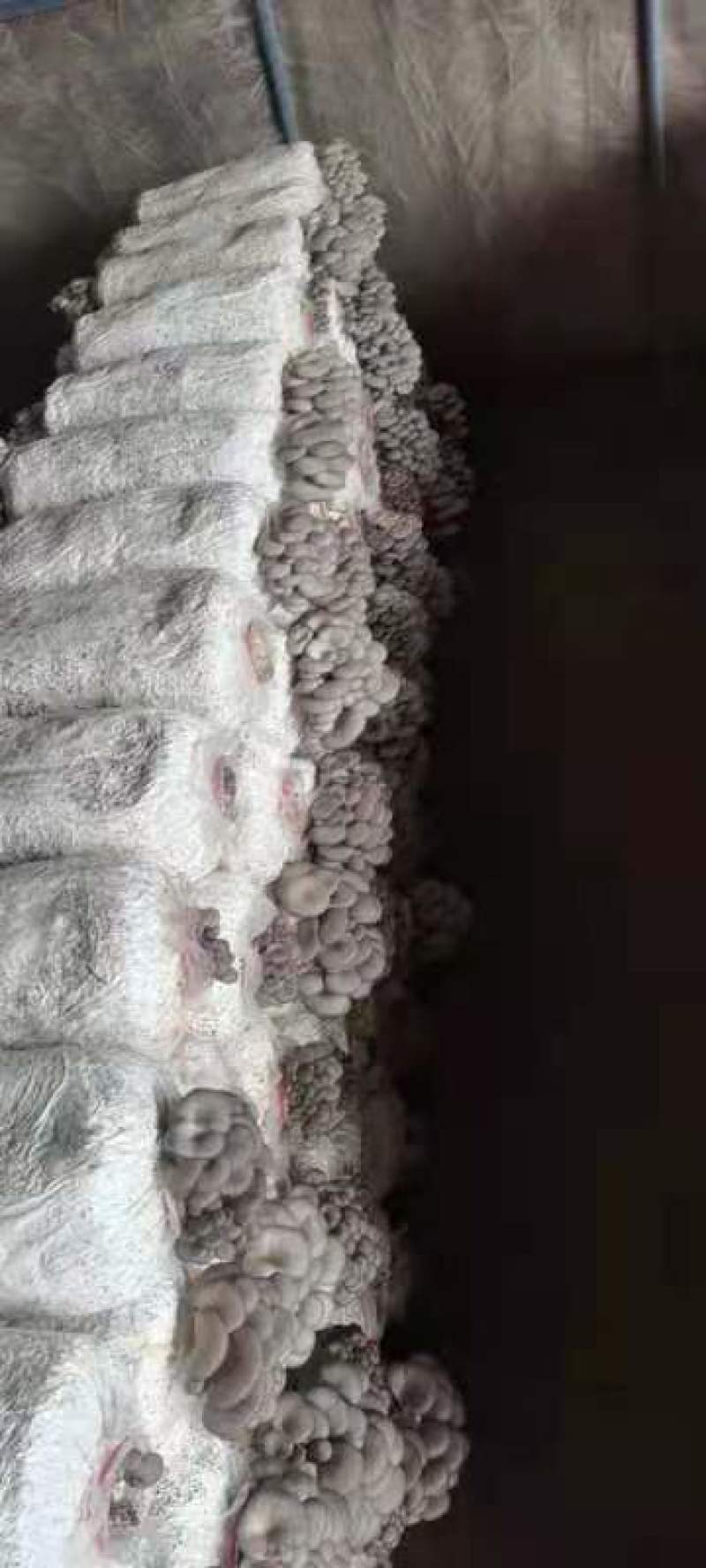诚信第一精品黑平菇自家一手货源货源充足欢迎下单