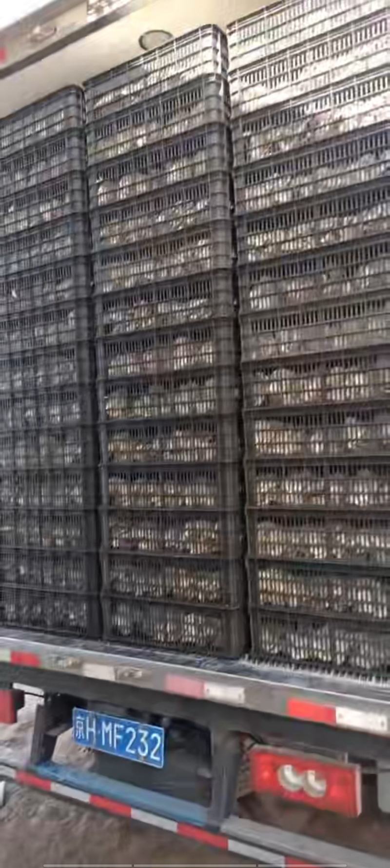 诚信第一精品黑平菇自家一手货源货源充足欢迎下单